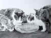 2321005bestcatssm.jpeg (41533 bytes)
