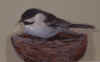 Chickadee.jpg (25380 bytes)