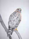 bird.jpg (73896 bytes)