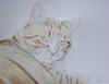 cat.jpg (77106 bytes)
