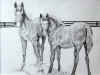 curiousfoals.jpg (83249 bytes)
