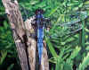 dragonfly.jpg (136591 bytes)