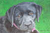 lola_painting.jpg (58208 bytes)