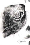 2177601Licoricesnoutsm.jpeg (31645 bytes)